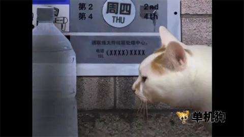 ����è֮����̷�����ֻ���v1.0 �ٷ������ͼ