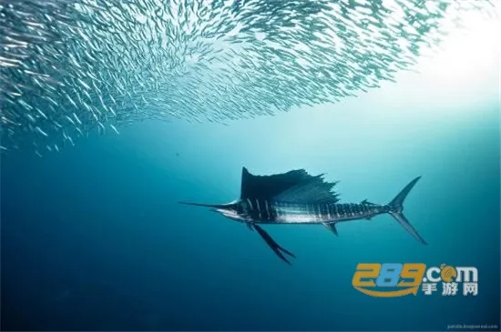 沙丁鱼星球 沙丁鱼星球