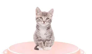 ���﷭����