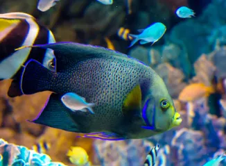 ����ģ����2026�ٷ�����