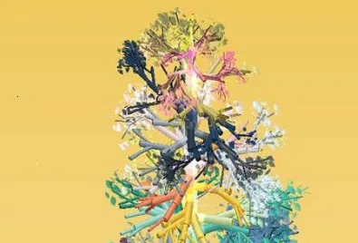 旋转之树2026官方最新版本 旋转之树2026官方最新版本