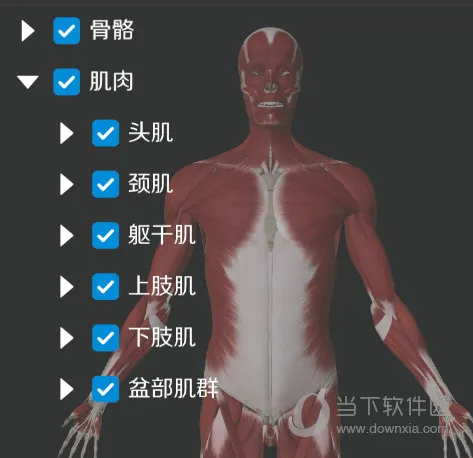 维萨里3D解剖安卓版手机版 维萨里3D解剖安卓版手机版