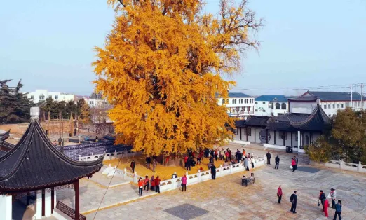 郯城首发(融媒体服务平台) 郯城首发(融媒体服务平台)
